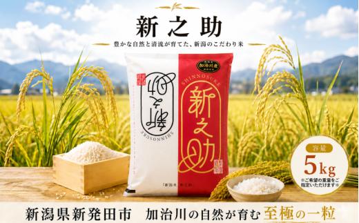 【加治川産新之助】 令和7年産 新潟県産 新之助 5kg 新潟県 新発田市 加治川産 新発田産 新潟 ふるさと納税 精米 米 お米 新之助 白米 米 お米 こめ コメ ライス ご飯 ごはん 美味しい 贈り物 国産 新潟県 新発田市 お取り寄せ 令和7年産米 産地直送 GAP認証 JGAP アグリ加治川 agk005_01