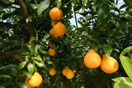 【2026年 発送】かいもん不知火5kg(迫田果樹園/016-1207) しらぬい 柑橘類 不知火 みかん フルーツ 柑橘 旬 春 果物 指宿 いぶすき 鹿児島