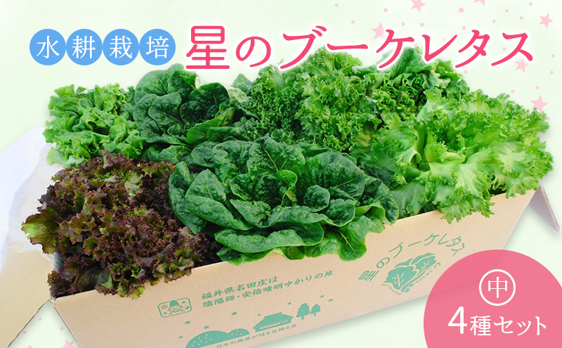 【水耕栽培】星のブーケレタス4種セット(中)(クリスピーレタス 2株、ロメインレタス 2株、リーフレタス 2株、レッドリーフレタス 1株