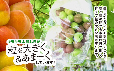 平山ぶどう園のマイハート（種なし）600g × 1房 / KTRBV002 / ぶどう ブドウ 葡萄 種なし たねなし フルーツ 果物 令和7年発送