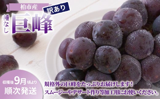 柏市産 訳あり 巨峰 4パック 〈先行予約 2026年9月順次発送〉 〈 葡萄 ブドウ 種なし セット フルーツ 果物 旬 国産 産地直送 千葉県産 おいしい 美味しい おすすめ デザート グルメ 〉