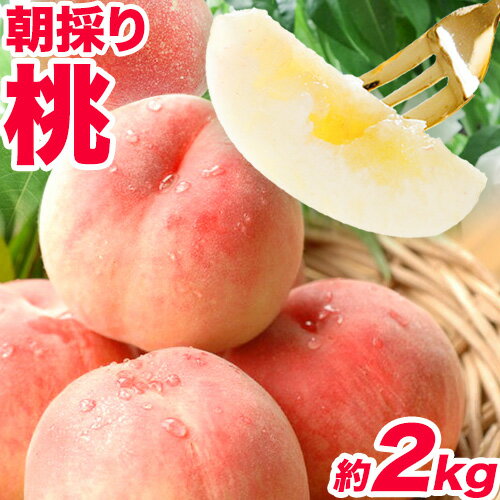 【ふるさと納税】朝採り桃 はやし農園 約2kg《2026年6月中旬-7月下旬出荷》 和歌山県 紀の川市 モモ もも フルーツ 果物