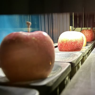 糖度保証!　訳あり品　王林　5kg(14個〜23個)【令和6年12月下旬より順次発送】【配送不可地域：離島】【1491942】