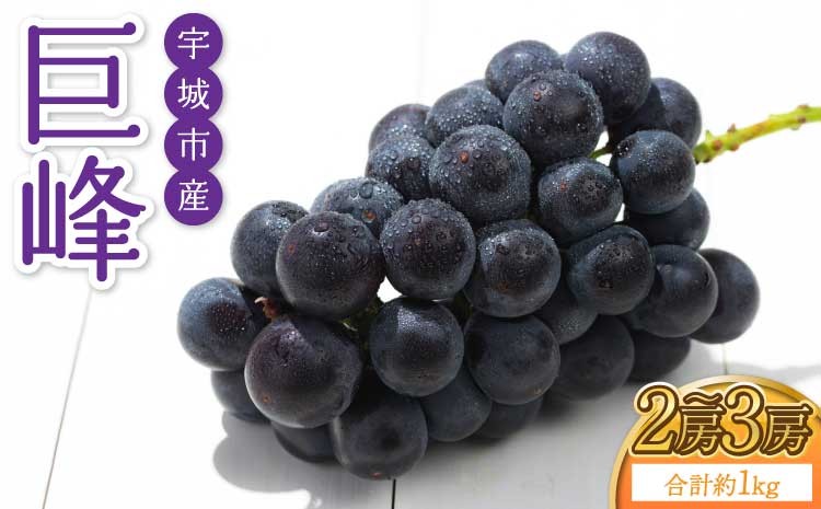 
                  熊本県 宇城市産 巨峰 2～3房 約1kg【2026年7月下旬〜8月上旬頃発送予定】ぶどう ブドウ 葡萄 大粒
                