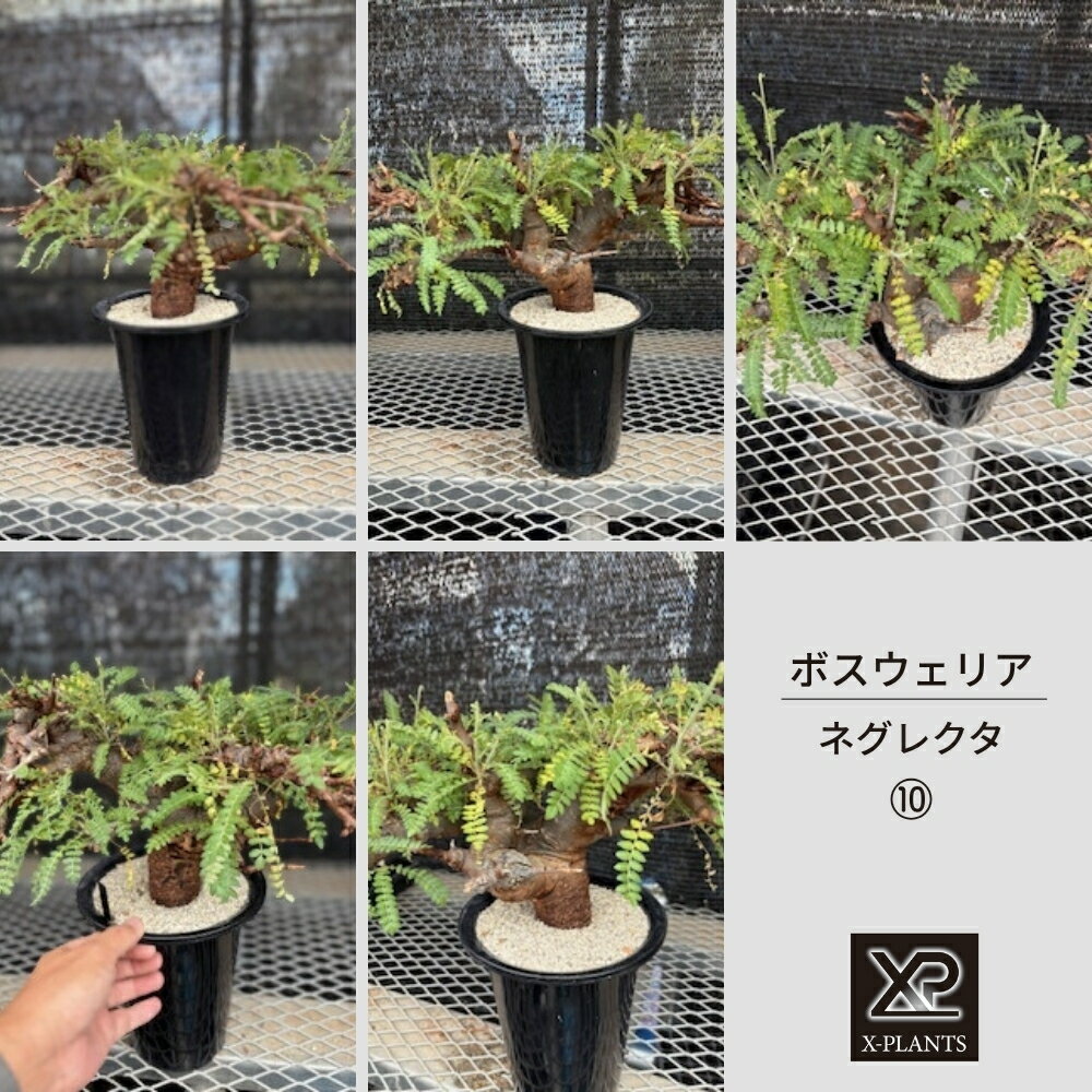 【ふるさと納税】ボスウェリア ネグレクタ_10 X-PLANTS 珍奇植物 ビザールプランツ 塊根植物