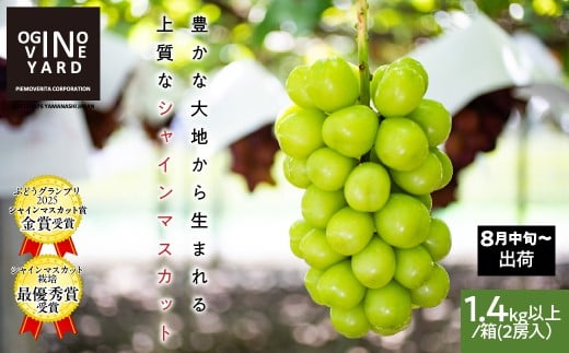 【2026年先行予約_8月中旬～発送】山梨県産シャインマスカット １．４ｋｇ以上／箱　２房入 ALPAK006｜おすすめ 人気 山梨県 産地直送 フルーツ 果物 くだもの ブドウ ぶどう シャイン マスカット くだもの 国産 葡萄 新鮮
