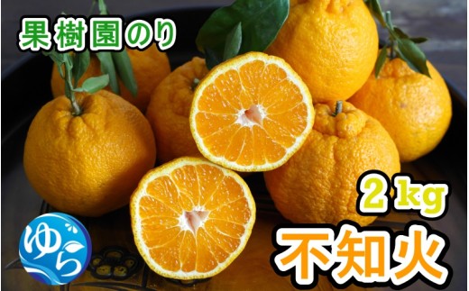 不知火 秀品 2kg サイズおまかせ（2S～L）【2026年2月中旬頃から3月下旬発送予定】 / 柑橘 不知火 秀品 フルーツ くだもの 産地直送 由良町 和歌山【kjen010-p-2】