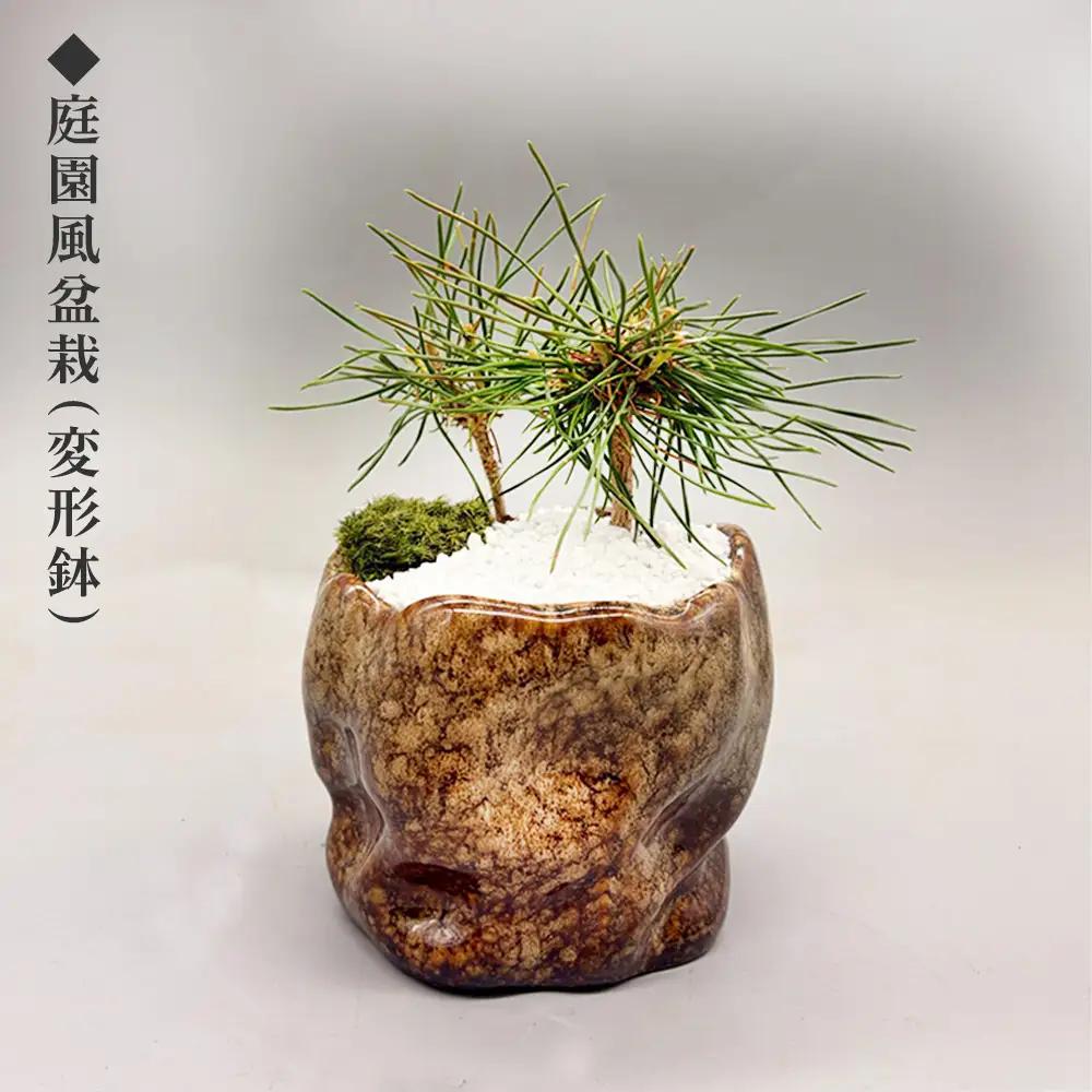 ミニ松 盆栽 ※2026年6月～発送