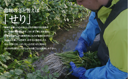 【期間限定】根が魅力の仙台龍神せり鍋出汁セット(セリ鍋用出汁・スープ付)(400g)3~4人前