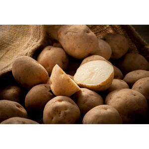 【先行予約】秋とれたて 新じゃが 男爵いも 10kg（2026年10月発送開始予定）【 じゃがいも いも イモ 芋 野菜 産地直送 旬 お取り寄せ 旭川市 北海道 】 _04858