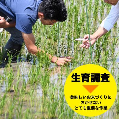 ふるさと納税 佐渡市 新潟県佐渡市 新之助 精米 5kg |  | 03