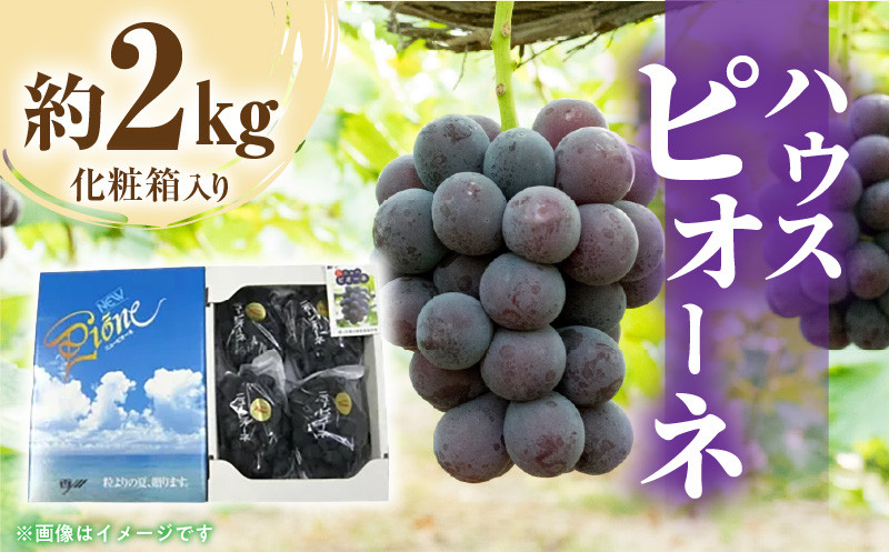 
            M02-0059_【先行予約】【配送不可地域：北海道・沖縄県・離島】ハウスピオーネ　約2kg化粧箱入り   果物・野菜 ぴおーね ピオーネ
          