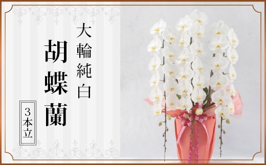 
                  147-1 胡蝶蘭（大輪・純白）3本立　KN024-001-01
                