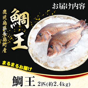 長島町特産「鯛王」(2匹・約2.4kg) 産地直送 新鮮 旨味が抜群の 長島町 特産品 ブランド 真鯛 をまるごと 一匹 楽しめる 刺身 鯛めし 鯛茶漬け 鯛しゃぶ 鯛刺身 鮮魚 冷蔵 【JFA】jf