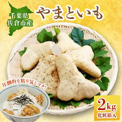 ふるさと納税 佐倉市 佐倉市産やまといも　2kg×1箱