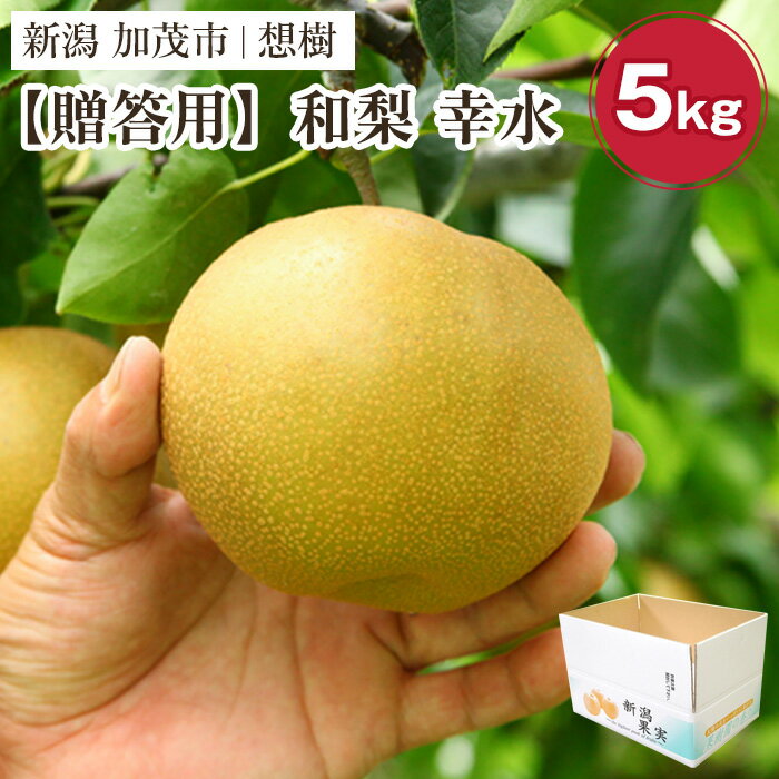 【ふるさと納税】【2025年先行予約】【贈答用】新潟県産和梨 幸水 約5kg（10〜14玉） 《8月下旬から順次発送》梨 なし ナシ 幸水 こうすい 果物 果樹 フルーツ 樹上完熟 加茂果樹専門家集団 加茂市 想樹