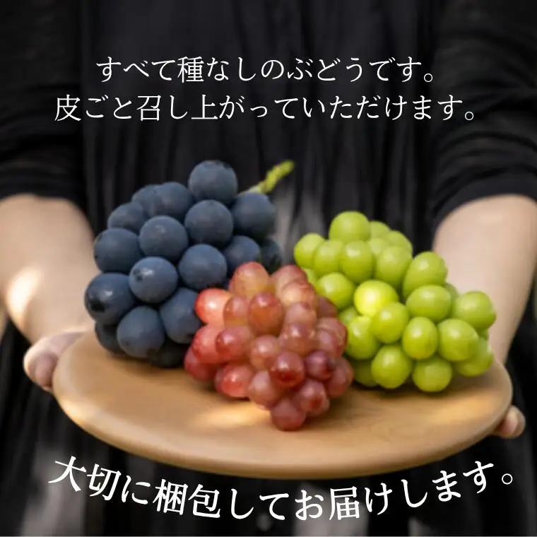 TK33 ぶどうの定期便 【家庭用】 （ナガノパープル／シャインマスカット／クイーンルージュ🄬） 約1.5kg×3回 ／ 2026年9月上旬～10月頃 配送予定 // 長野県 南信州 種なし 皮ごと 