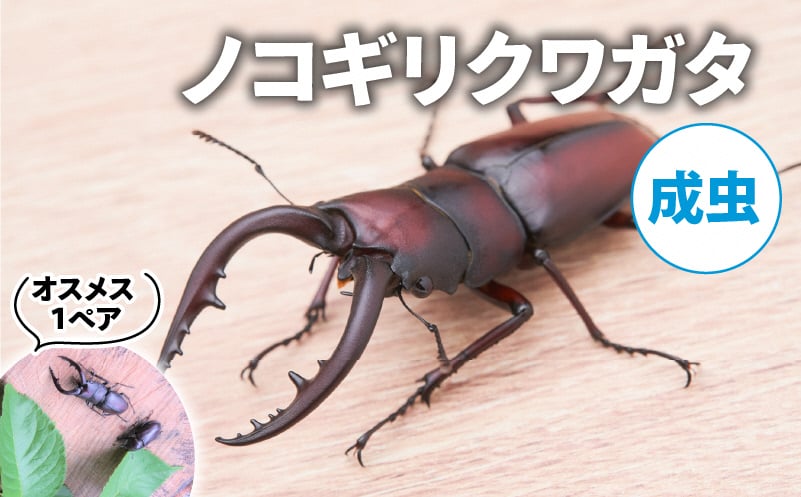 
            【配送期間は2025年6月下旬～8月上旬に随時配送】ノコギリクワガタ（成虫）オスメス１ペア[№5299-0166]
          