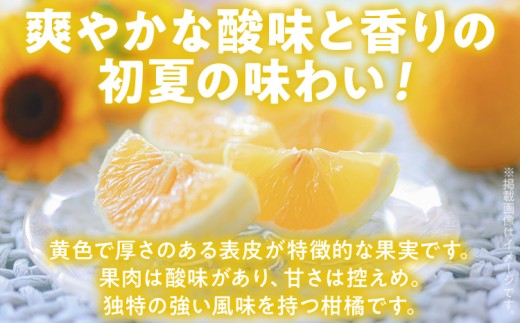  ニューサマーオレンジ（日向夏）約1.2kg　※2027年4月上旬頃から順次発送