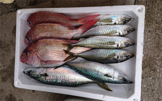 朝獲れ新鮮！最高の漁場 豊後水道で獲れた鮮魚詰め合わせ