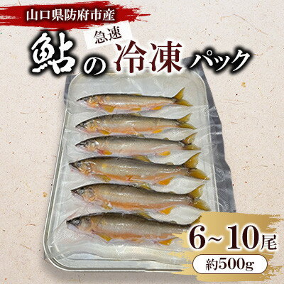 【ふるさと納税】山口県防府市佐波川で獲れる天然鮎　約500g【配送不可地域：離島】【1584547】