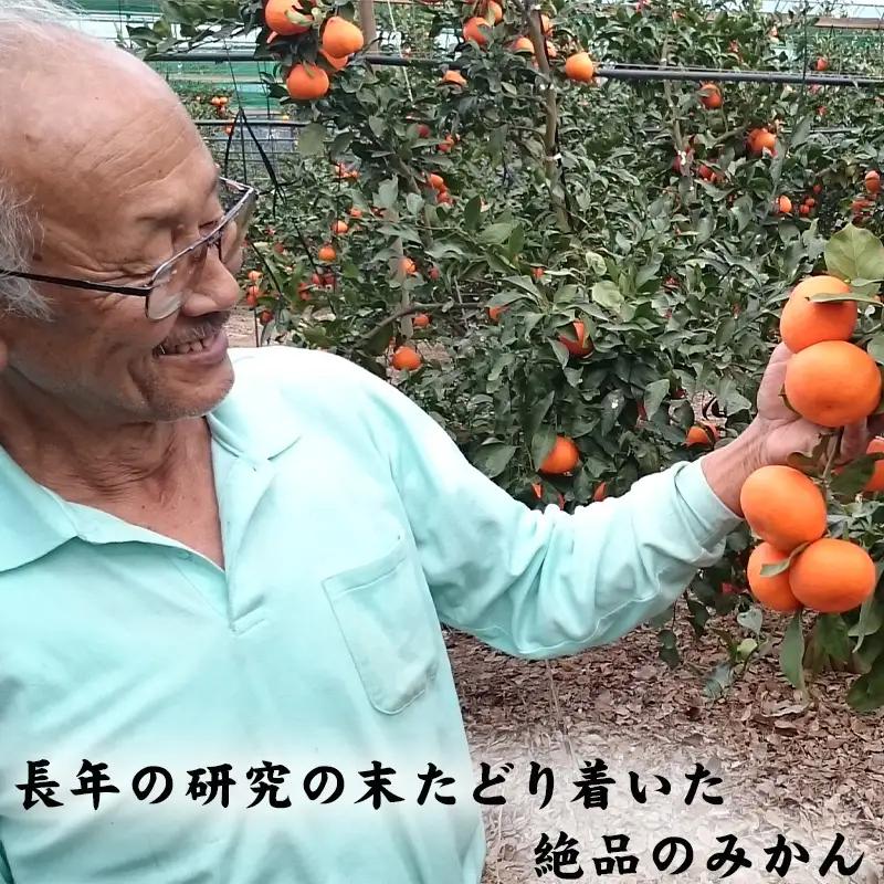 『先行予約』【令和9年1月から発送】吉田みかん園の樹上完熟みかん 5kg 柑橘 ミカン 蜜柑 フルーツ 果物