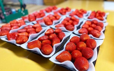 先行予約【2027年2月発送】 いちご あまおとめ 約1kg（約250g×4パック）