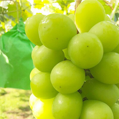 【ふるさと納税】【2026年先行予約】マスカット シャインマスカット 約1.5kg (約3~4房) 訳あり ぶどう 信州直送 | 長野県産 ブドウ 種無し 葡萄 | 令和8年9月上旬~下旬頃順次発送予定 | 長野県 生坂村 [中山ぶどう園]