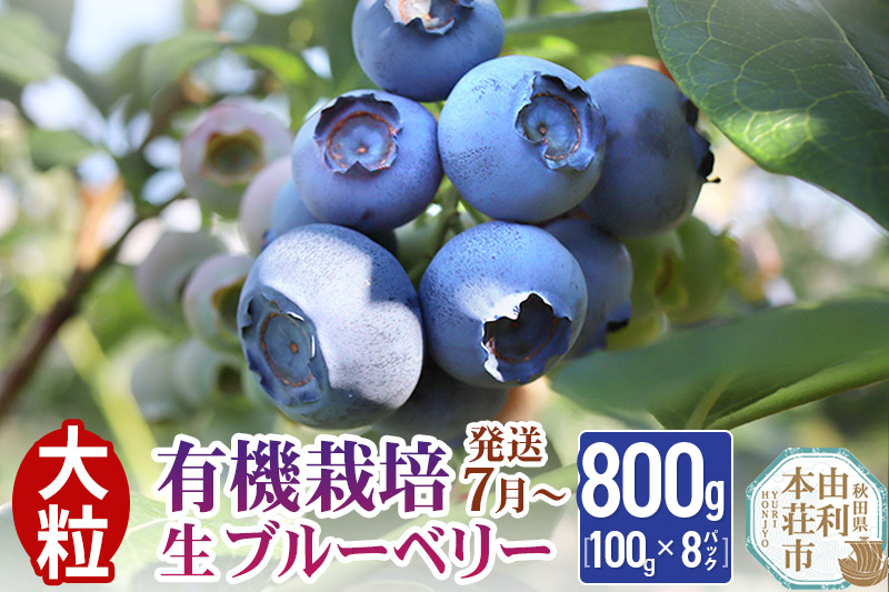 【発送7月から順次】田口農園 秋田県産 大粒 ブルーベリー 生 合計800g(100g×8パック) 