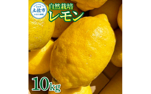 【先行予約】自然栽培レモン 10kg 〈2026年10月中旬頃～2027年4月30日発送〉10キロ レモン 檸檬 れもん 自然栽培 柑橘類 柑橘 フルーツ 果物 くだもの レモネード 塩レモン はちみつレモン レモンスカッシュ【有限会社四万十くじら】