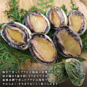 三陸翡翠あわび お手軽ファミリーセット 40g×10個 冷凍 鮑 青空レストラン 蝦夷あわび アワビ 鮑 Abalone ステーキ バターソテー 正月 お正月 おせち 蒸し鮑 バーベキュー BBQ ご