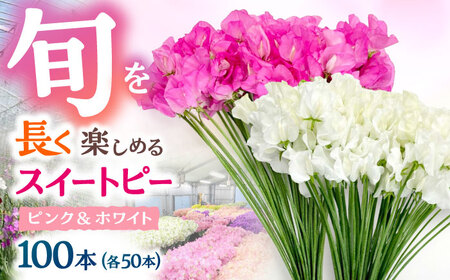【R7年度12月以降発送】スイートピー 花束 100本（ピンク＆ホワイト） / お花 生花 ギフト 贈り物 プレゼント 九州 [IBW005]