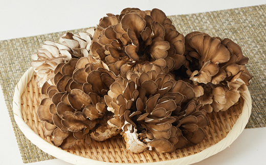 舞茸　12株【配送不可地域：離島】