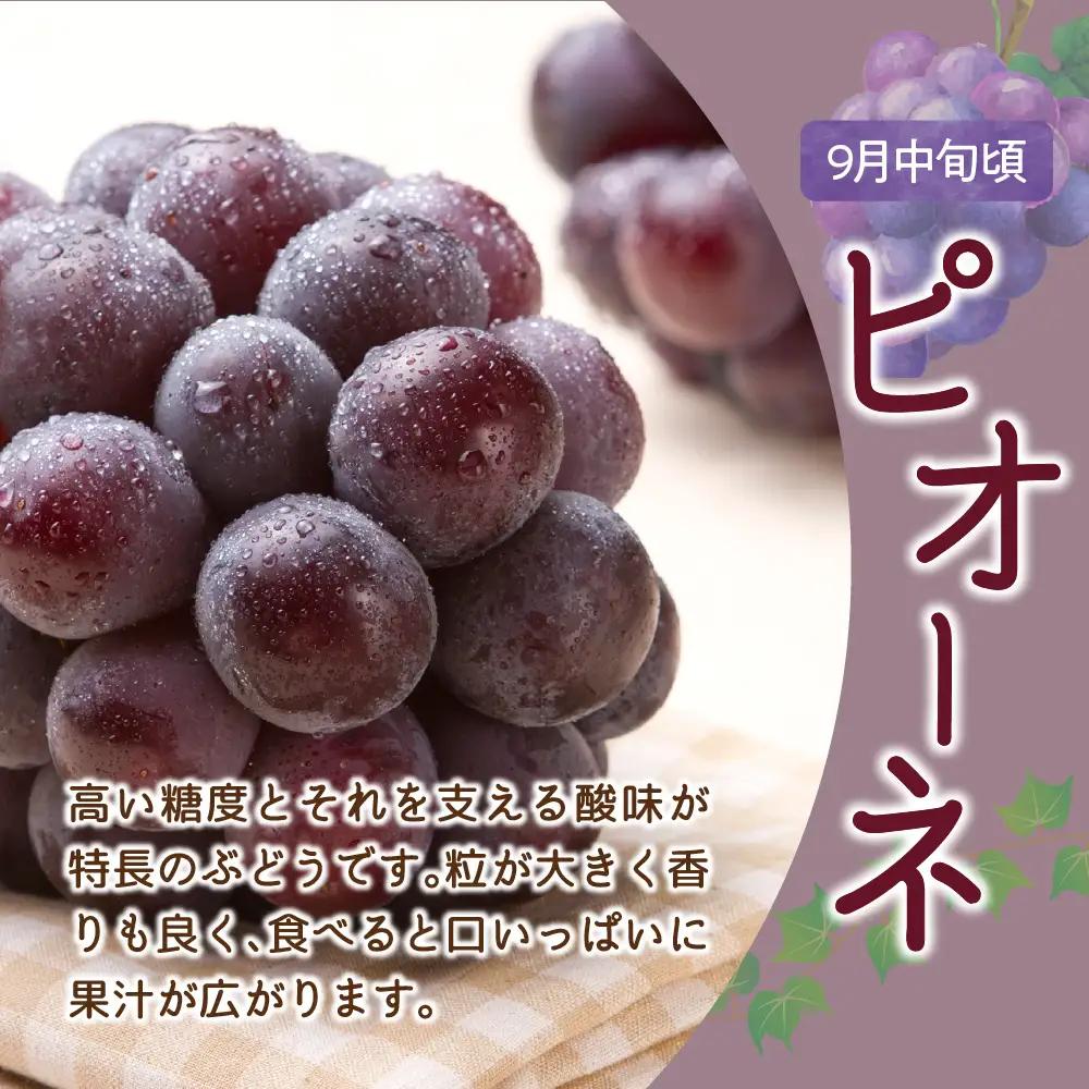 【先行予約】 定期便 令和8年産 ぶどうの定期便 全3回 山形