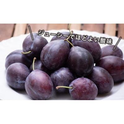 ふるさと納税 小布施町 長野県産 旬のプルーン 約2kg |  | 01