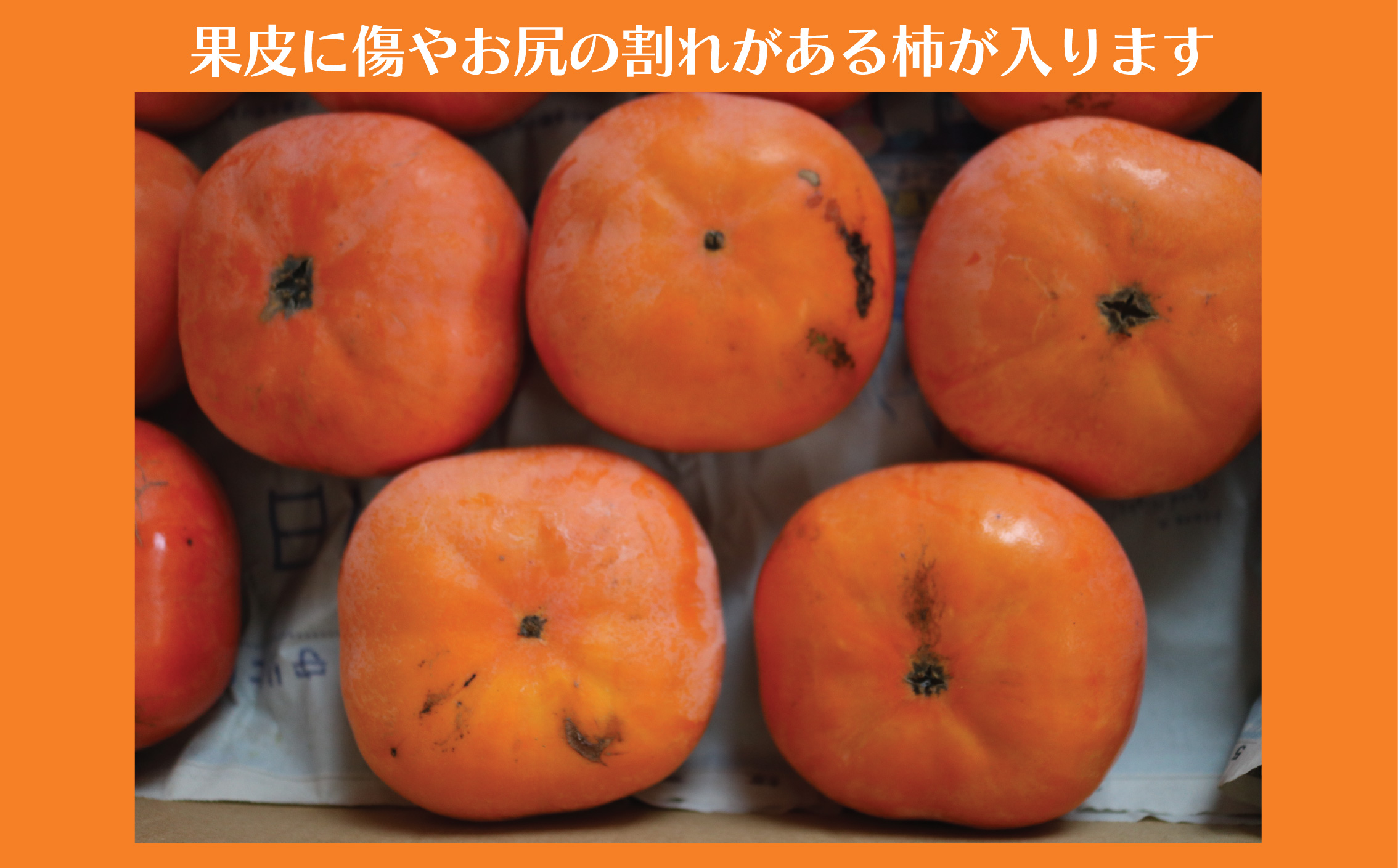 柿 富有柿 次郎柿 5kg 品種おまかせ 訳あり 訳アリ わけあり 先行予約 2026年11月中旬発送 かき カキ もぎたて くだもの 果物 果実 フルーツ 旬 新鮮 先行予約 数量限定 産地直送 農