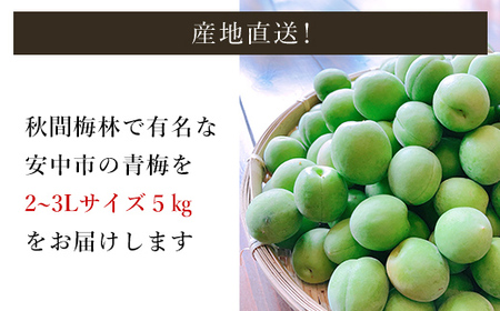 旬をお届け！青梅【２L～３Lサイズ５㎏】 ANAR019