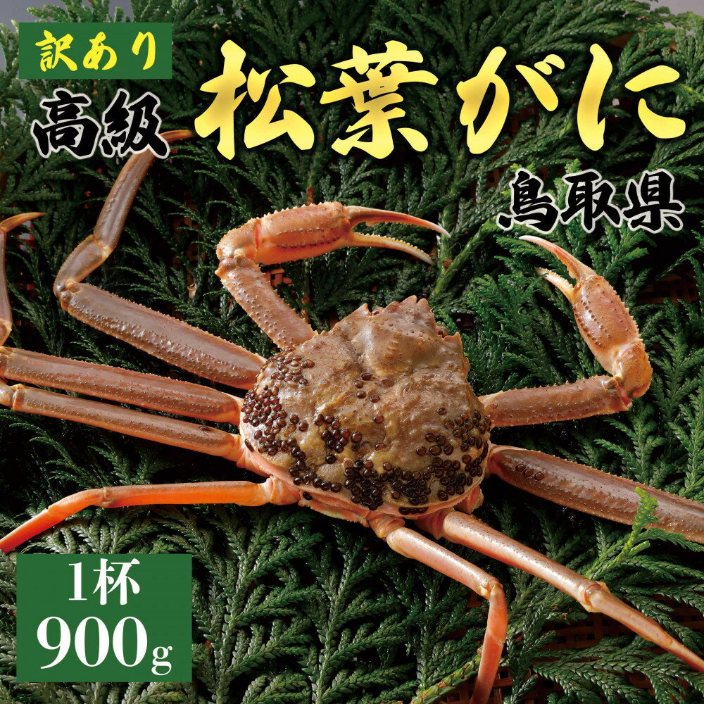 【ふるさと納税】【2025年11月発送】特撰 松葉がに（なま）【訳あり】900g超の大きいサイズ 食べ応えあり 特大1杯
