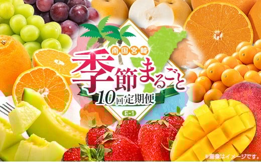 【10回定期便】旬 人気 フルーツ 南国宮崎産 太陽のタマゴ 金柑たまたまエクセレント シャインマスカット ピオーネ いちご みかん 梨 メロン 柑橘 マンゴー きんかん たまたま ぶどう 果物 詰め合わせ 宮崎県 九州＜E-1コース M500＞