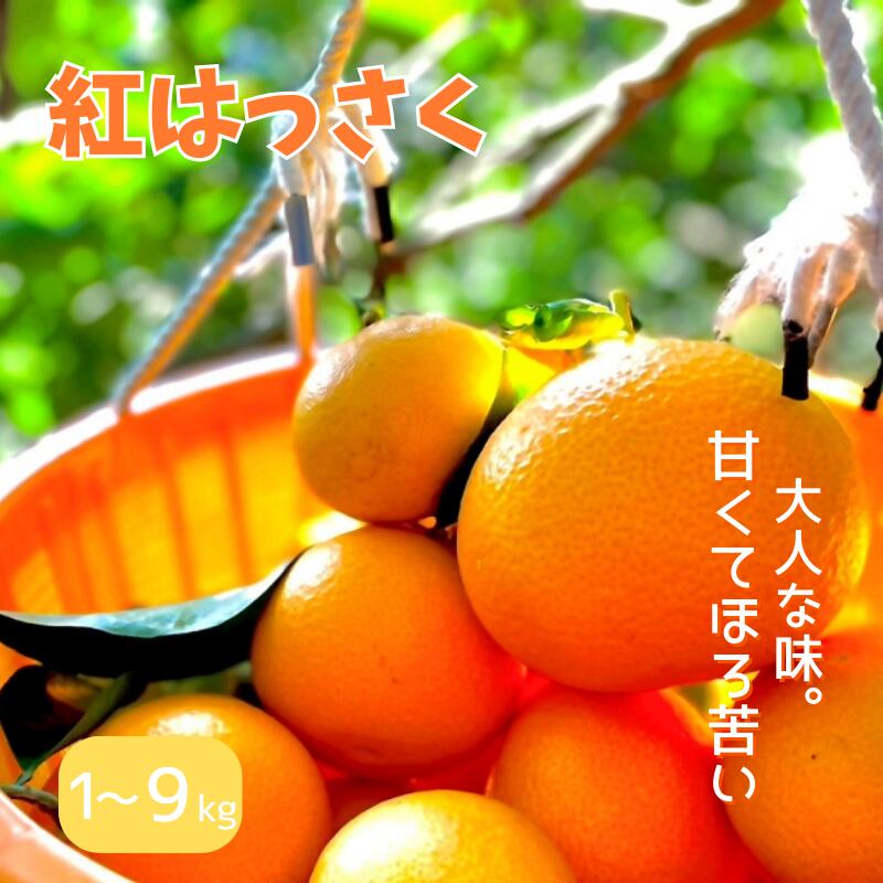 【ふるさと納税】【期間限定・12/31まで】紅八朔 【選べる容量】 1kg 4kg 9kg 【先行予約】※1月下旬から順次発送予定※ / みかん ミカン 蜜柑 和歌山県 はっさく フルーツ 果物 柑橘 田辺市