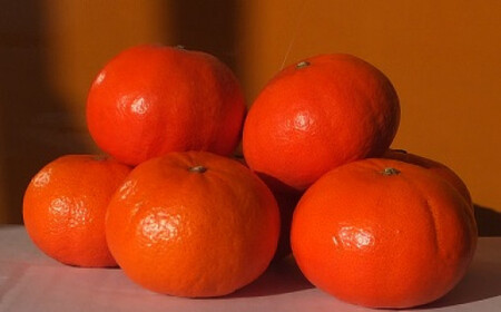 みかん ひなせべにばえ 約5kg(2026年1月頃発送)【果物 フルーツ みかん ミカン ひなせ べにばえ】