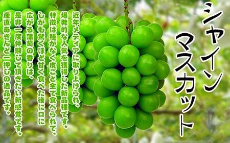 《2024年発送》大粒 シャインマスカット セット 秀品 約5kg ( 6 ～ 10房 )  2024年発送 ｜ 香川産 ぶどう マスカット