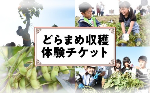 どらまめ収穫体験チケット（一区画、20メートル分）（新米）栄町産特別栽培米コシヒカリ5kg1袋付き 40ｰ39 ◇ ※2026年10月～発送