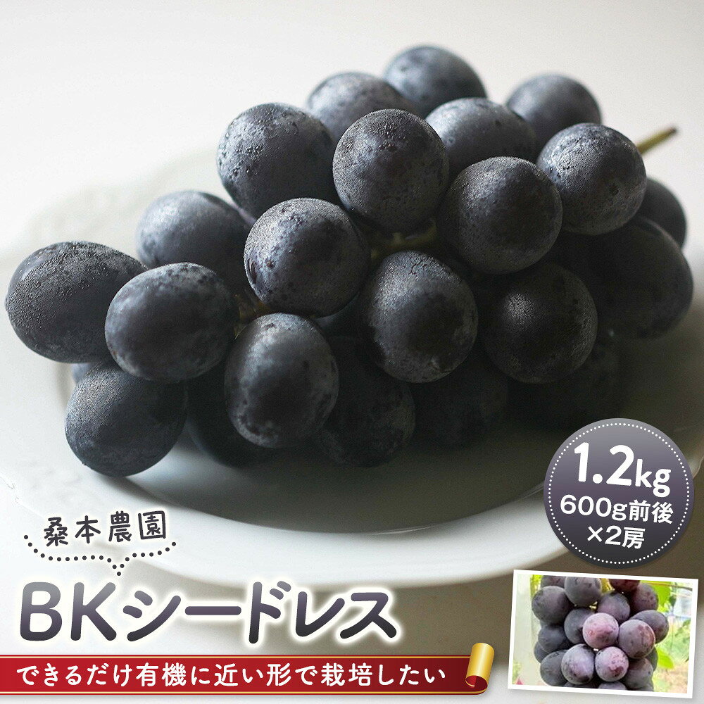 【ふるさと納税】「できるだけ有機に近い形で栽培したい」 桑本農園のBKシードレス　1.2kg（600g前後×2房） | シードレス 葡萄 ぶどう 果物 フルーツ くだもの ブドウ 甘い オススメ 島根県 出雲市 人気