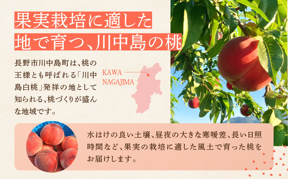 すーさんの果樹屋　【先行予約】川中島の桃 大玉3玉 品種おまかせ 8月中旬～8月下旬発送予定 | 桃 もも フルーツ 果実  人気 おすすめ ギフト 産地直送 送料無料 長野県 長野市 信州 信濃 ふ