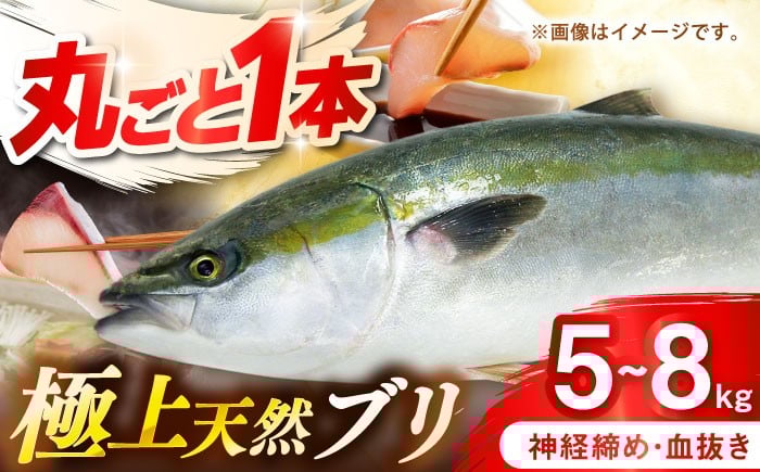 
                  壱岐産　天然ブリ　丸ごと1本　5kg～8kg《壱岐市》 【みやげ処 縁由】 [JBJ029]
                