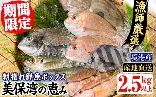 ＜平日着＞＜期間限定＞＜4月上旬～10月末頃発送予定＞朝獲れ鮮魚ボックス「美保湾の恵み」(計2.5kg以上)【sm-BE004-A】【川口商店】