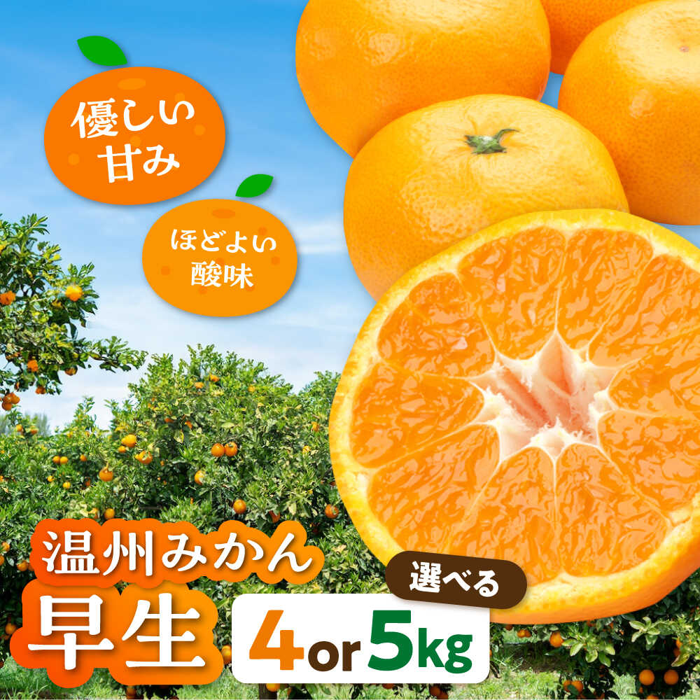 【ふるさと納税】【先行予約】【11月から順次発送】【選べる容量】温州 みかん 早生 約4～5kg 大洲市/カームシトラス[AGBW003] 先行予約 みかん 蜜柑 温州みかん 果物 くだもの フルーツ 愛媛県産 大洲市産 産地直送 おすすめ 人気 お取り寄せ 送料無料 贈答 ギフト