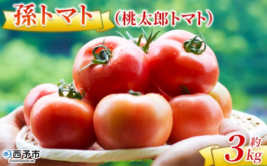 ＜孫トマト（桃太郎トマト）約3kg＞ トマト とまと 3キロ 孫トマト 大玉 愛媛県産 西予市産 食品 桃太郎トマト 桃太郎 野菜 やさい サラダ 産地直送 国産 城川 吉岡農園 愛媛県 西予市【常温】『2026年8月～11月中旬迄に順次出荷予定』