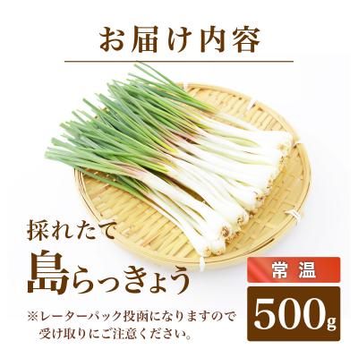 ふるさと納税 石垣市 ≪2026年2月下旬〜5月下旬発送≫採れたて島らっきょう 500g |  | 03